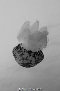 Marble jelly on safety Stop by Chris Miskavitch 